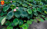 Dịu dàng mùa sen Hà Nội